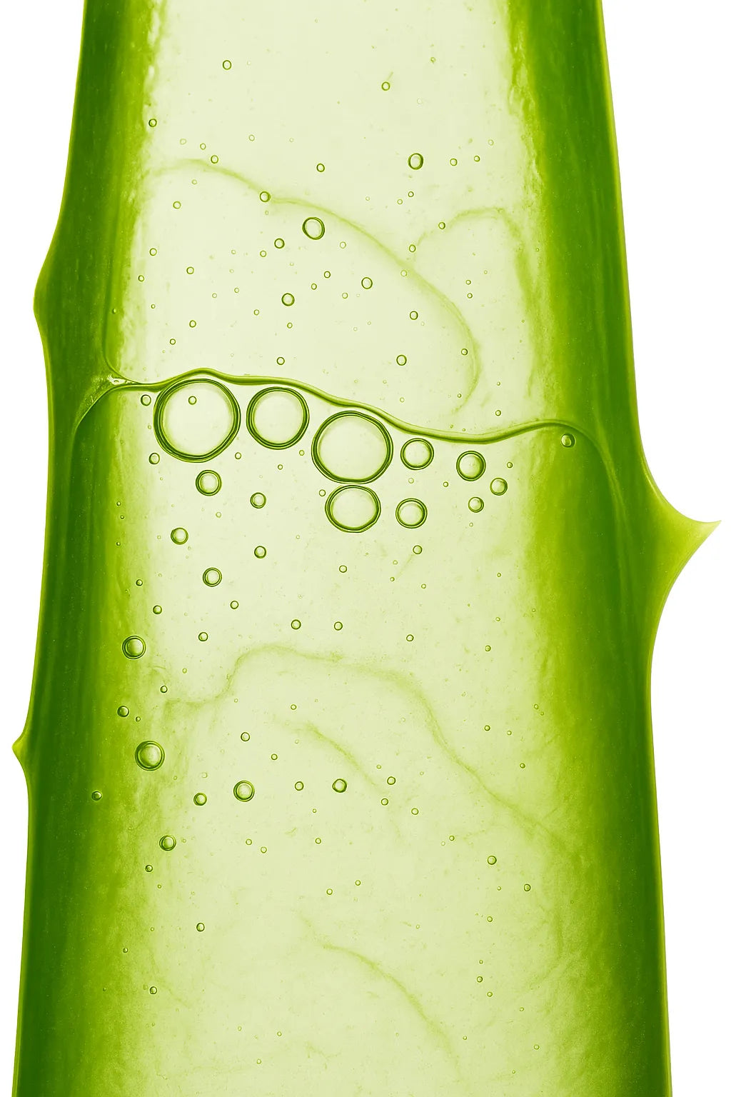 Tige d'aloe vera pleine d'eau